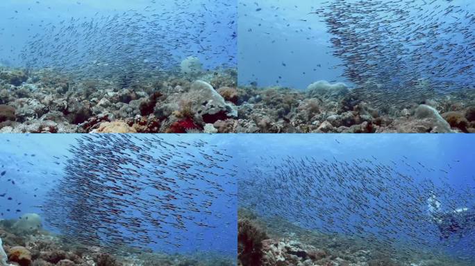 白天，一群鱼群在清澈的水中游动。