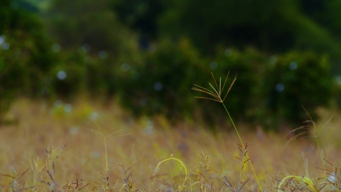 坦桑尼亚陆地上摇曳的绿草特写