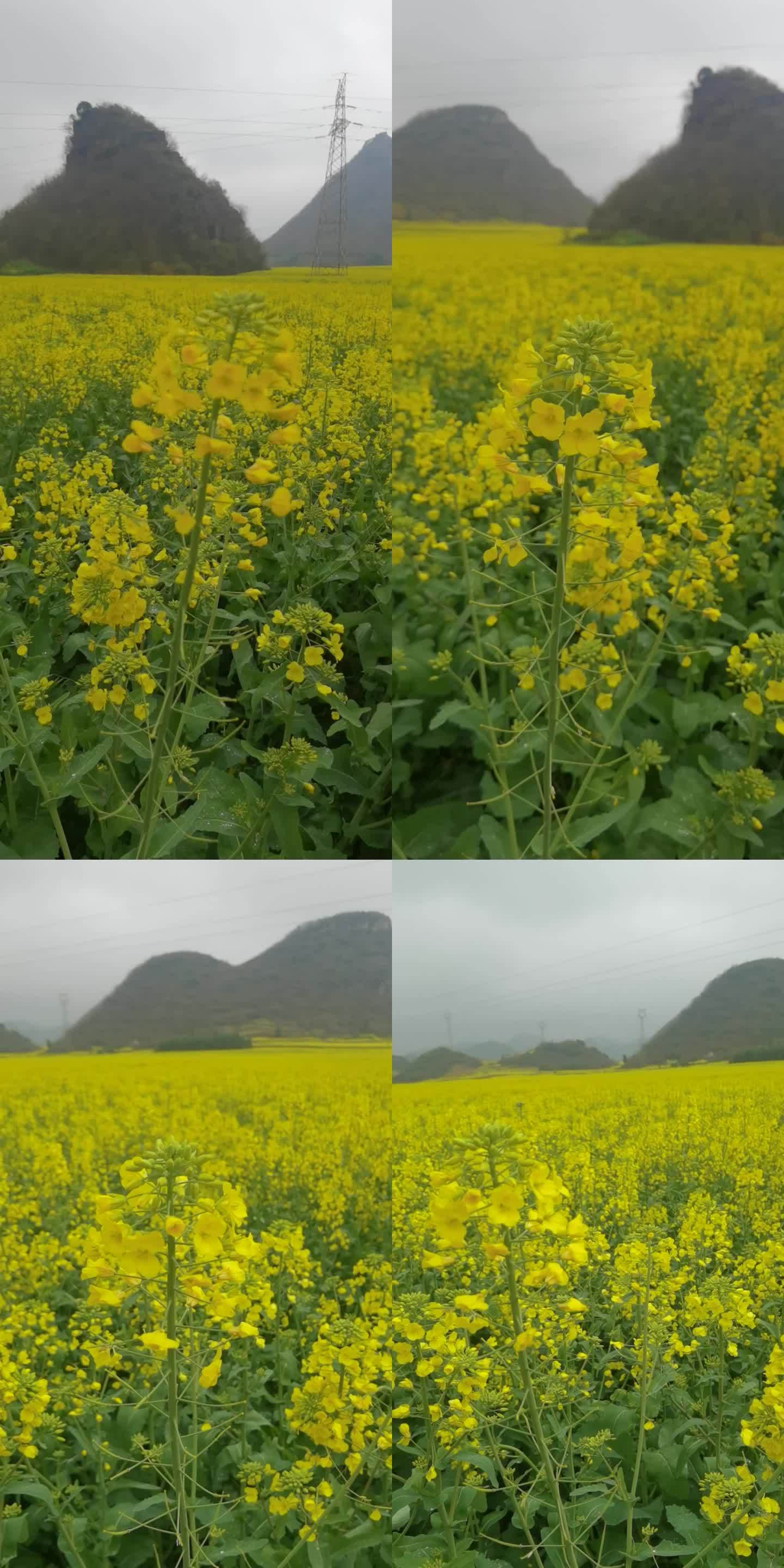 云南 花海 特写