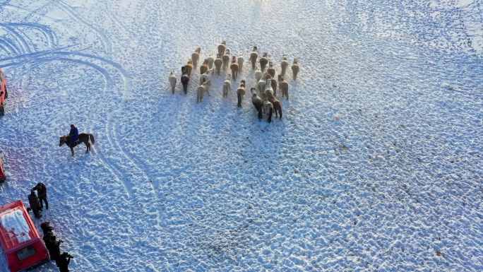 冬季坝上雪景