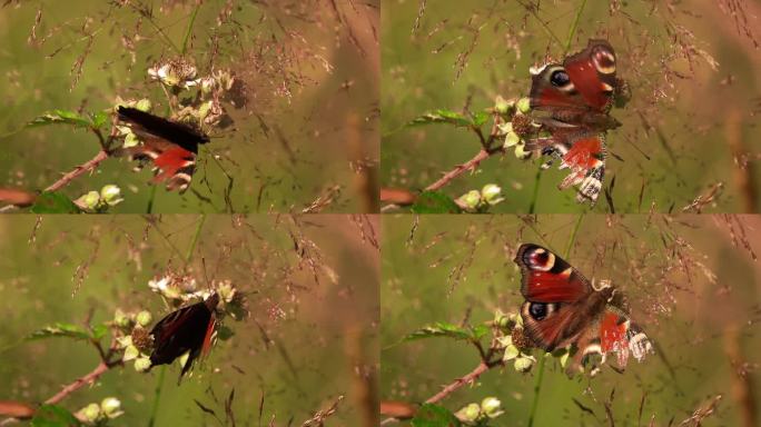 欧洲孔雀或孔雀蝴蝶坐在黑莓树叶上