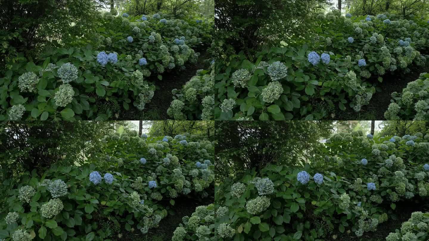 绣球花从原来的绿色变成蓝色表明土壤是酸性的