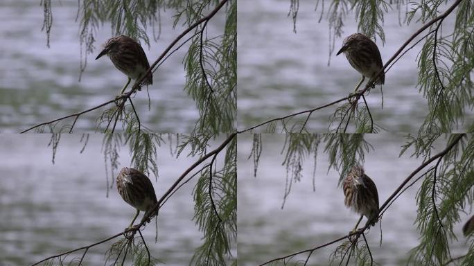 在树枝上栖息的池鹭升格镜头