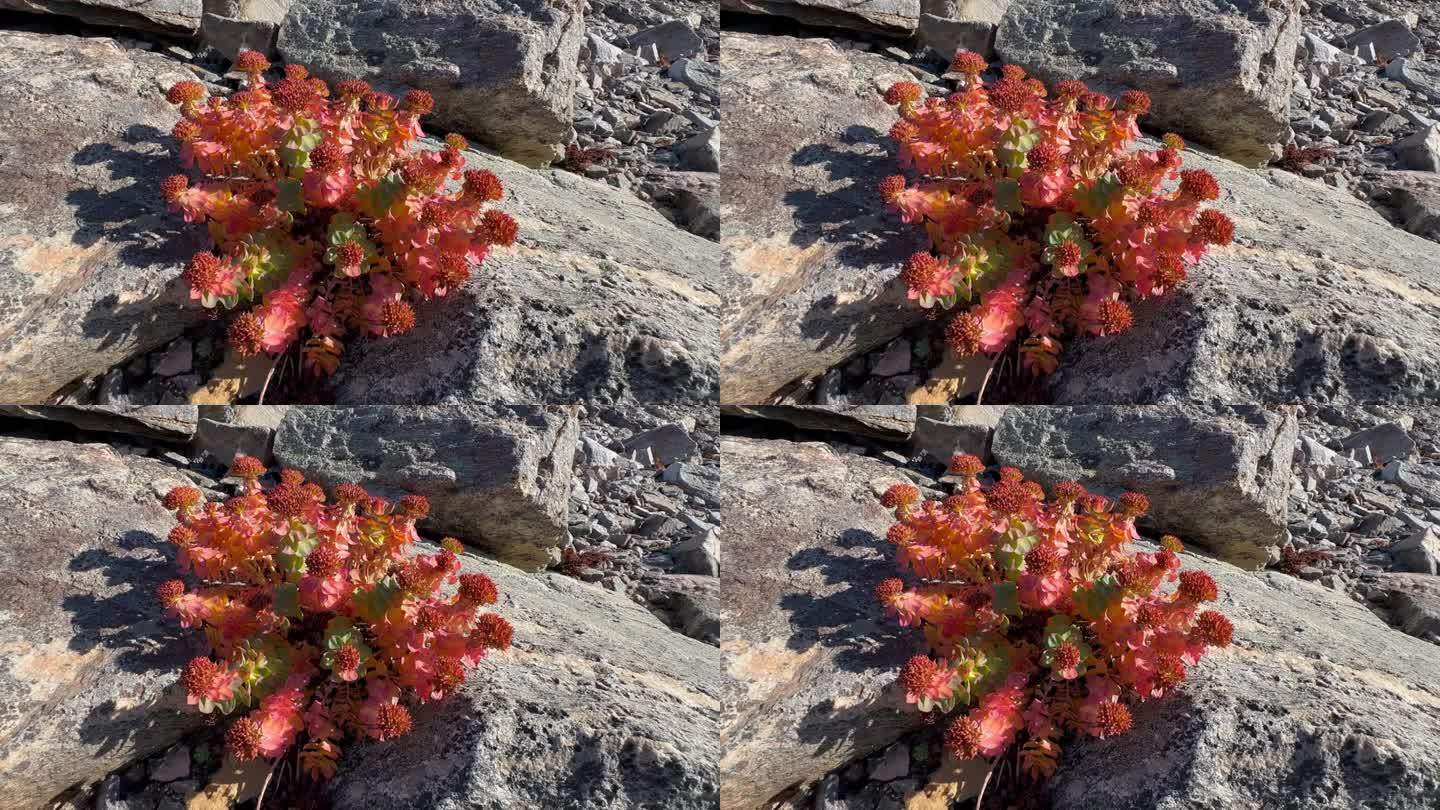 景天玫瑰，俗称国王的王冠或玫瑰根，在Immikkeertikajik岛上的石头中呈现出秋天的颜色。S