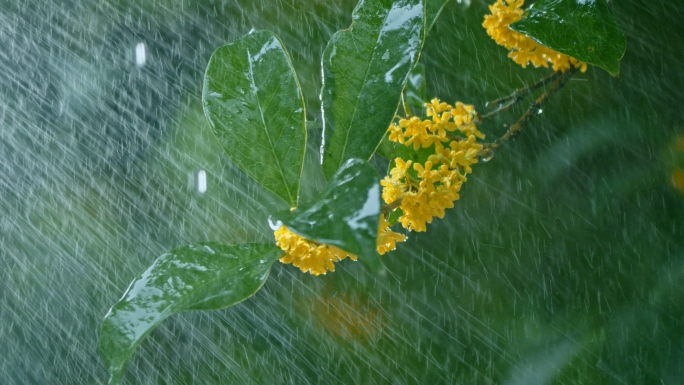 下雨天桂花开花雨中滴水雨后花开桂花特写