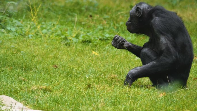 近距离观察倭黑猩猩进食
