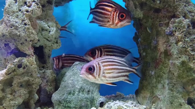 条纹松鼠鱼在越南芽庄市海洋研究所的水族馆里游泳。