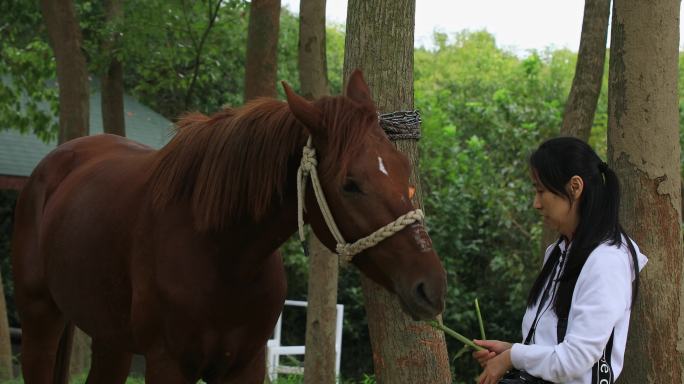 【合集】年轻女子摸马喂马