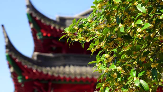 秋天南京毗卢寺古风建筑背景的桂花树