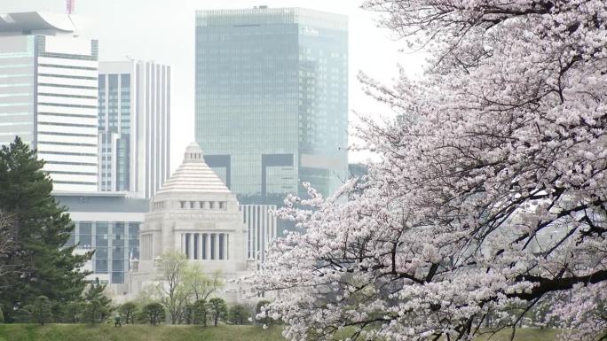 东京，日本:樱花和国民议会大厦。