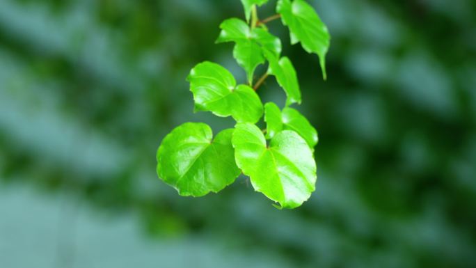 爬山虎 爬墙虎 树叶特写