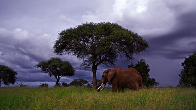 克雷恩拍摄大象在坦桑尼亚的草地上吃草在戏剧性的天空