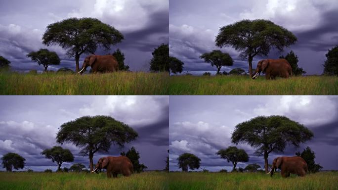 克雷恩拍摄大象在坦桑尼亚的草地上吃草在戏剧性的天空