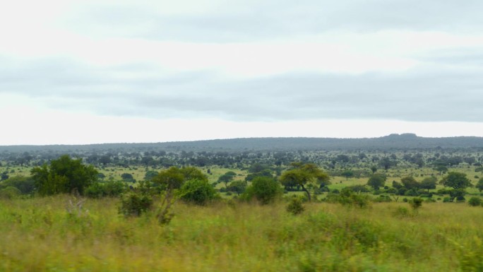 坦桑尼亚多云的天空下，美丽的草地和树木