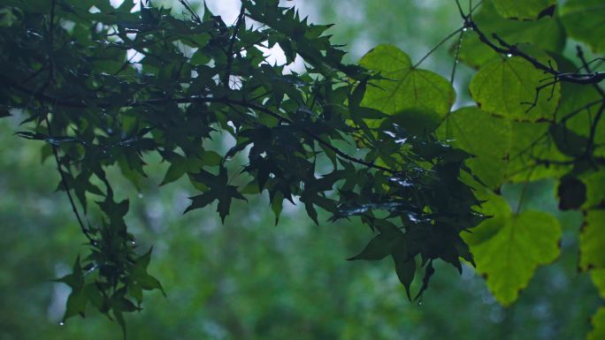 雨中公园初秋雨景雨滴湖面柳树摇摆