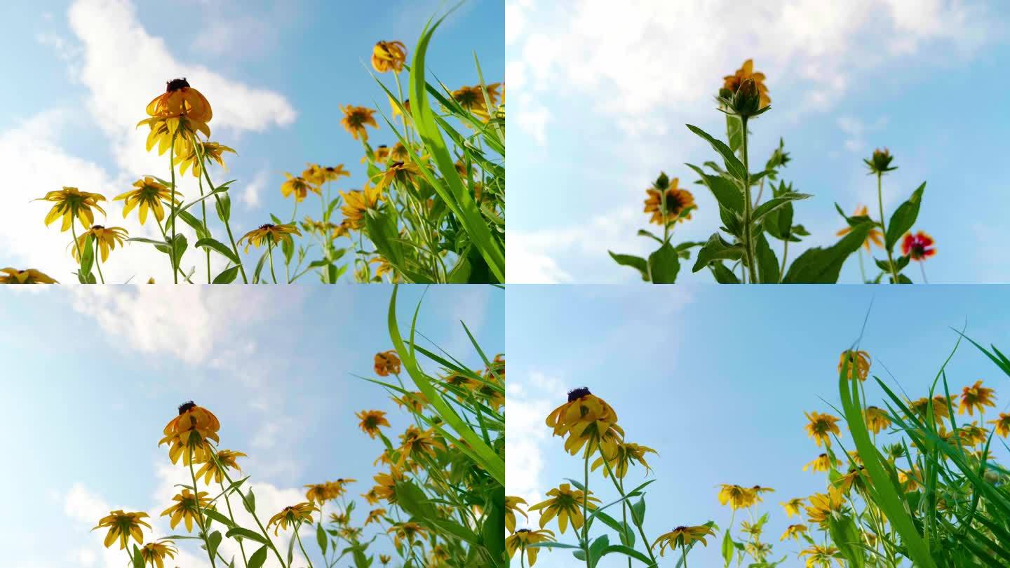 夏日蓝天白云微风黄花