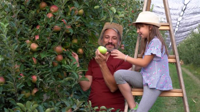 农夫和他的小女儿在果园的梯子上摘苹果