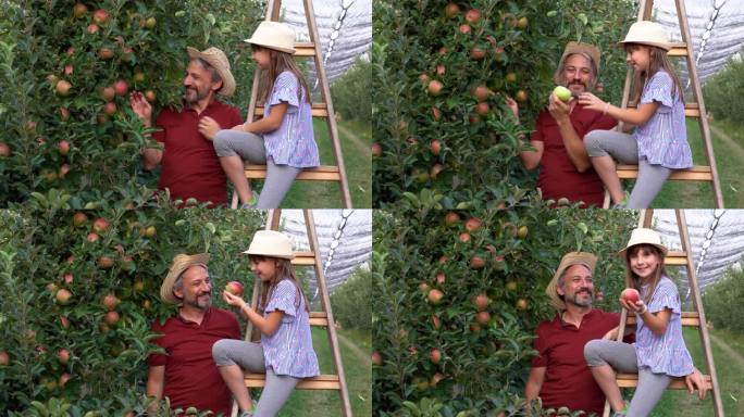 农夫和他的小女儿在果园的梯子上摘苹果