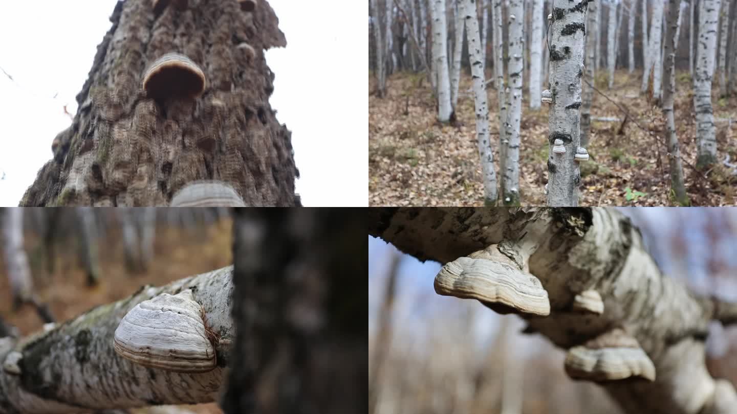 实拍桦树林中野生木蹄灵芝