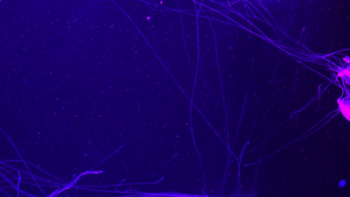 一群荧光水母在水族池中游泳。透明水母水下镜头，一只发光的水母在水中移动。