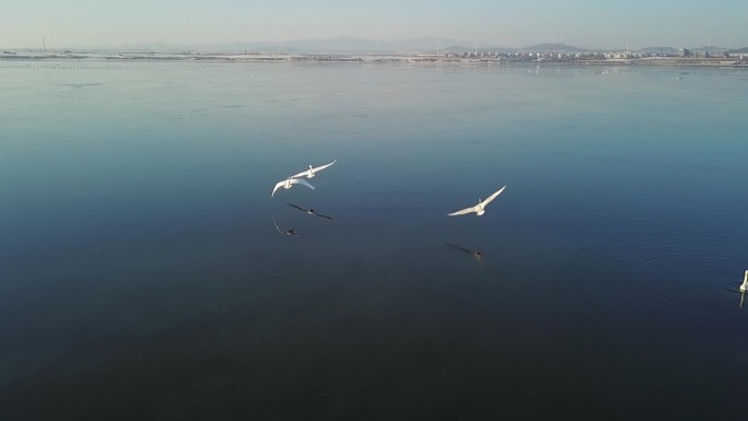 大海 海鸥飞翔 湖面飞鸟