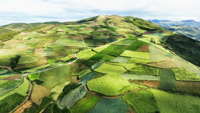 高山中药材种植基地航拍乡村产业振兴