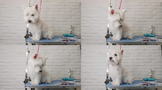 一段视频显示一只西高地白梗犬正在被修剪毛发。