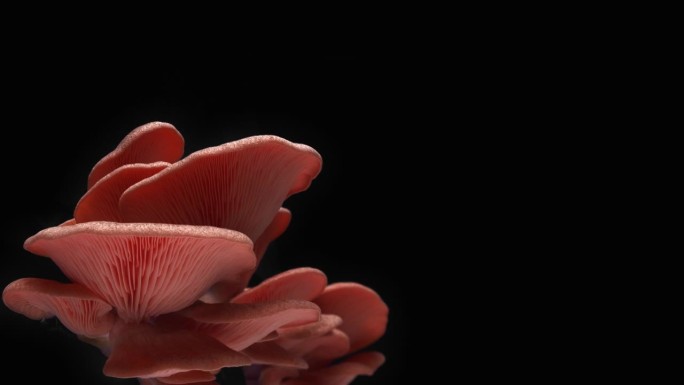 牡蛎菇或菌类生长的黑色背景时间流逝