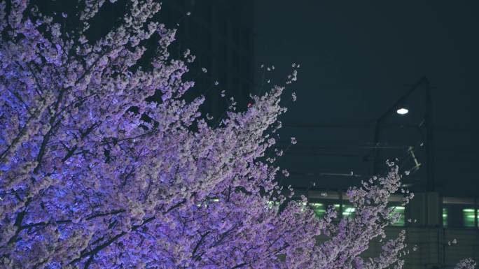 上海虹口体育场樱花与地铁