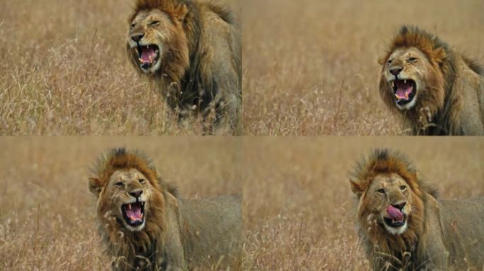壮美的雄狮漫步在马赛马拉的非洲大草原上
