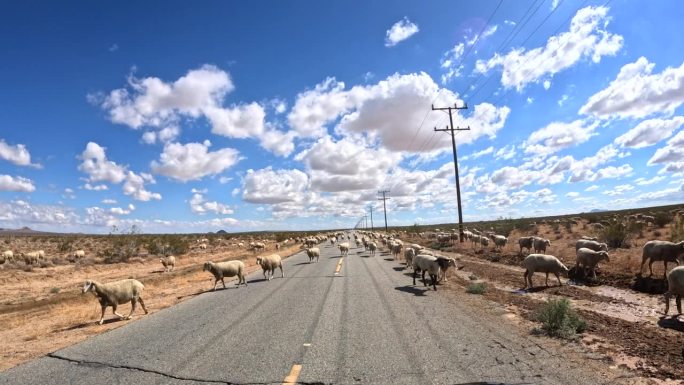 自由放养的羊在莫哈韦沙漠的道路上阻碍交通-司机的观点