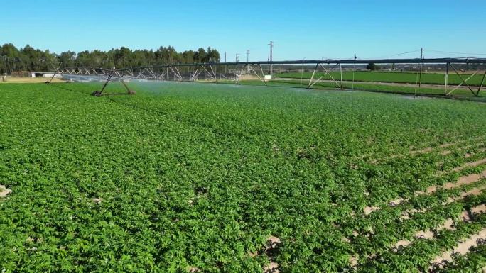 葡萄牙，中心支点灌溉系统在马铃薯农场上空盘旋喷水