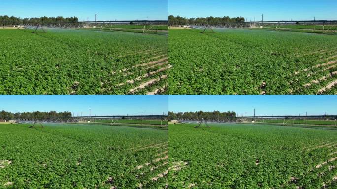 葡萄牙，中心支点灌溉系统在马铃薯农场上空盘旋喷水