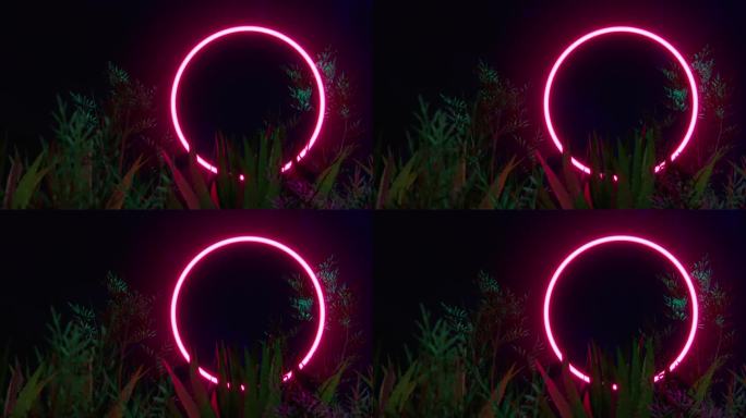 热带植物间的红色霓虹灯圈。Retrowave循环3d动画