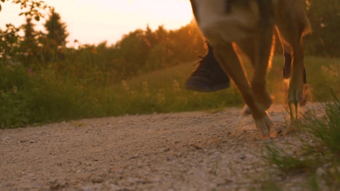 镜头光晕，特写:日落时分，运动员带着狗在砾石小道上奔跑