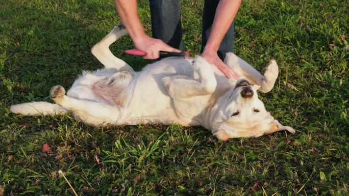 拉布拉多猎犬躺在草地上。男子双手抚摸着狗的胸部。未知主人梳理软毛。可爱快乐的小狗，牙齿上有骨头，在夏