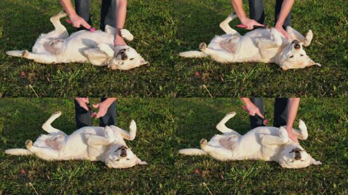 拉布拉多猎犬躺在草地上。男子双手抚摸着狗的胸部。未知主人梳理软毛。可爱快乐的小狗，牙齿上有骨头，在夏