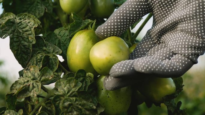 农民检查了花园里灌木上的绿番茄的情况。他把一个西红柿拿在手里仔细检查