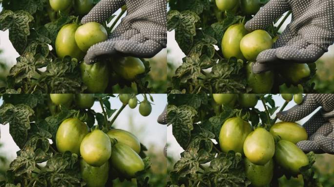 农民检查了花园里灌木上的绿番茄的情况。他把一个西红柿拿在手里仔细检查