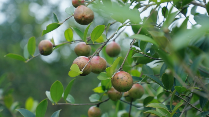 油茶、油茶林航拍