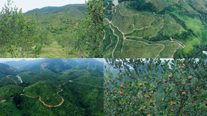 油茶、油茶林航拍