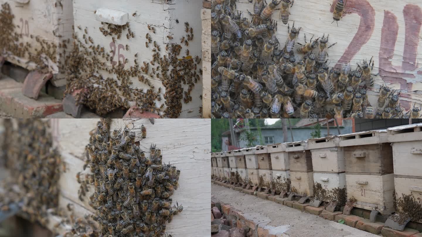 蜜蜂箱意大利蜂意蜂蜜蜂养殖乡村振兴