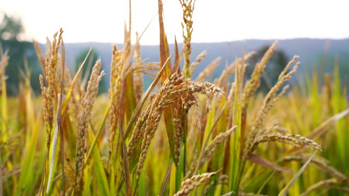 [合集]秋天丰收的水稻，阳光下饱满的稻穗