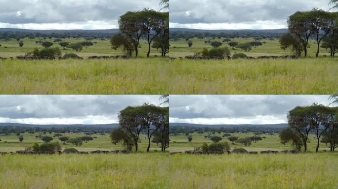 一群野牛在非洲大草原的牧场上吃草和休息