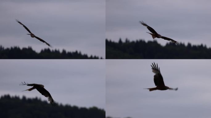 雄鹰在慢动作飞行。老鹰拍动翅膀，飞过树木和秋天的色彩。120 FPS慢动作。