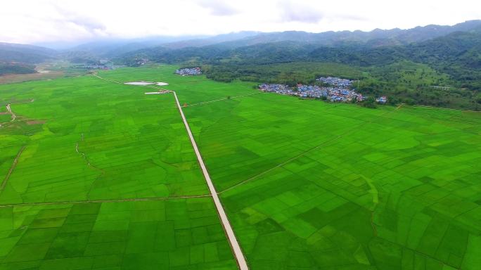 绿油油的云南稻田航拍风景