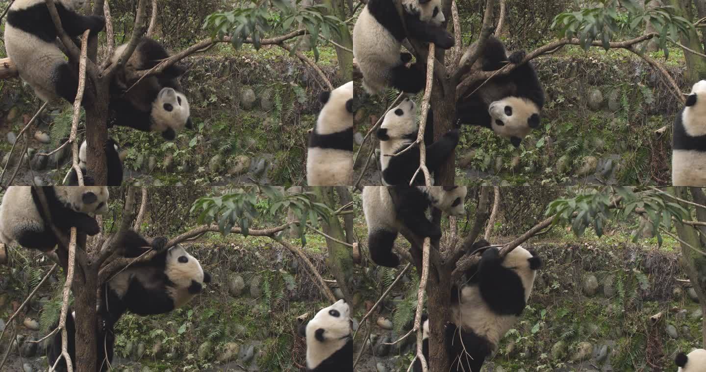三只熊猫在树上玩耍爬树可爱国宝动物