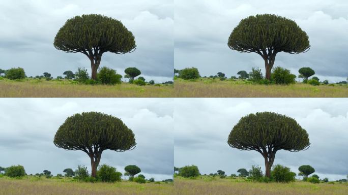非洲一种被绿叶包围的大型仙人掌树