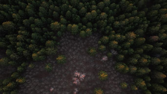 俯冲拍摄天然林松桦混交林暮色光影