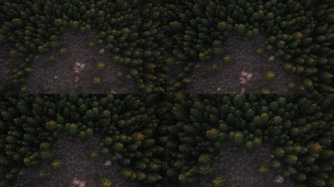 俯冲拍摄天然林松桦混交林暮色光影